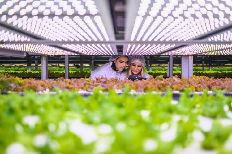 Femmes dans une plantation
